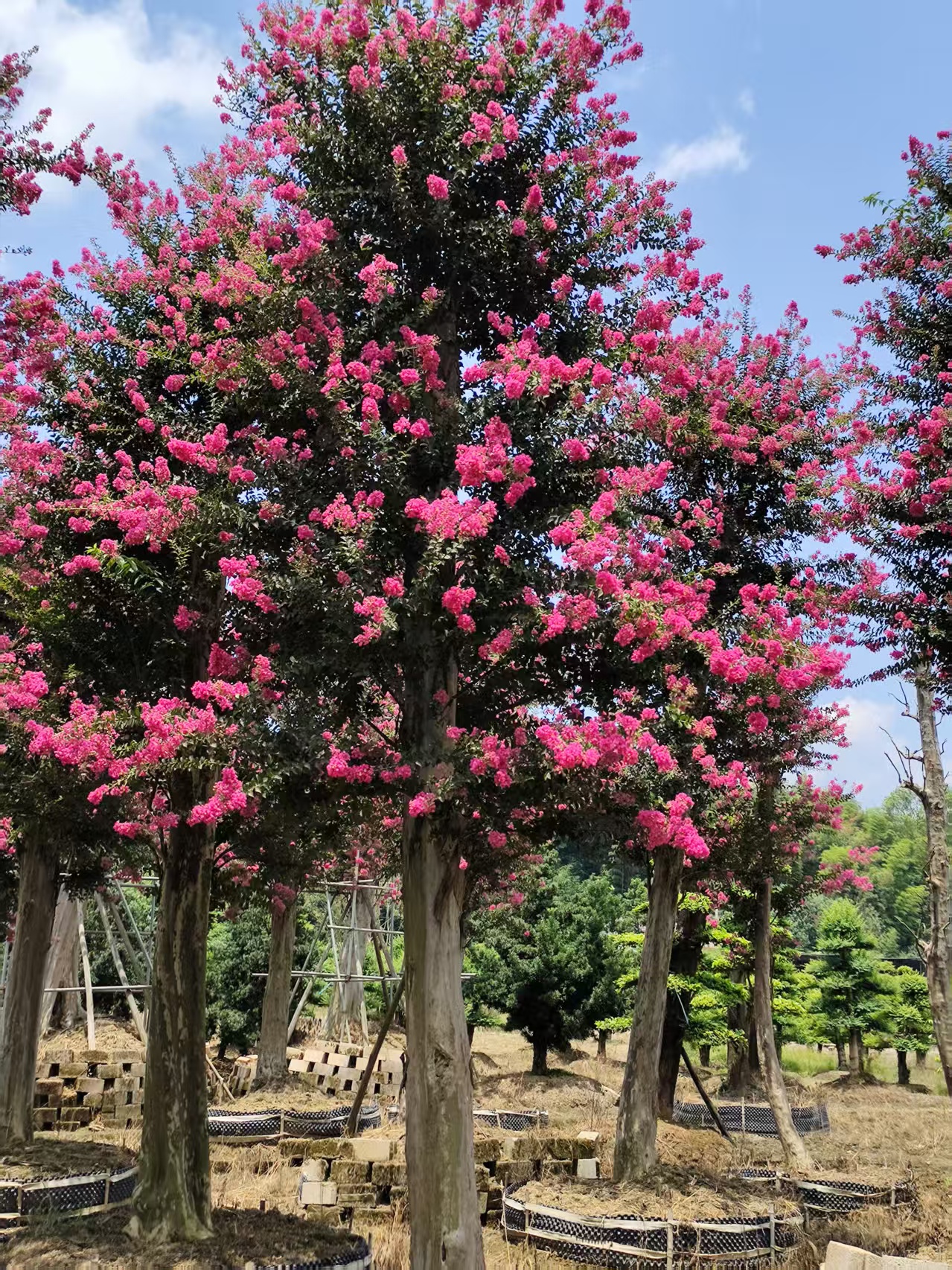 紫薇花树