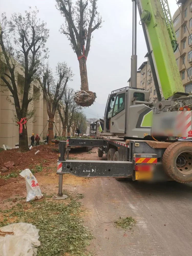 大规格香樟吊装移植施工现场