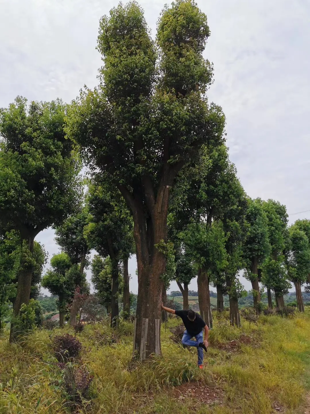 澧县苗圃大规格香樟整排存货实拍
