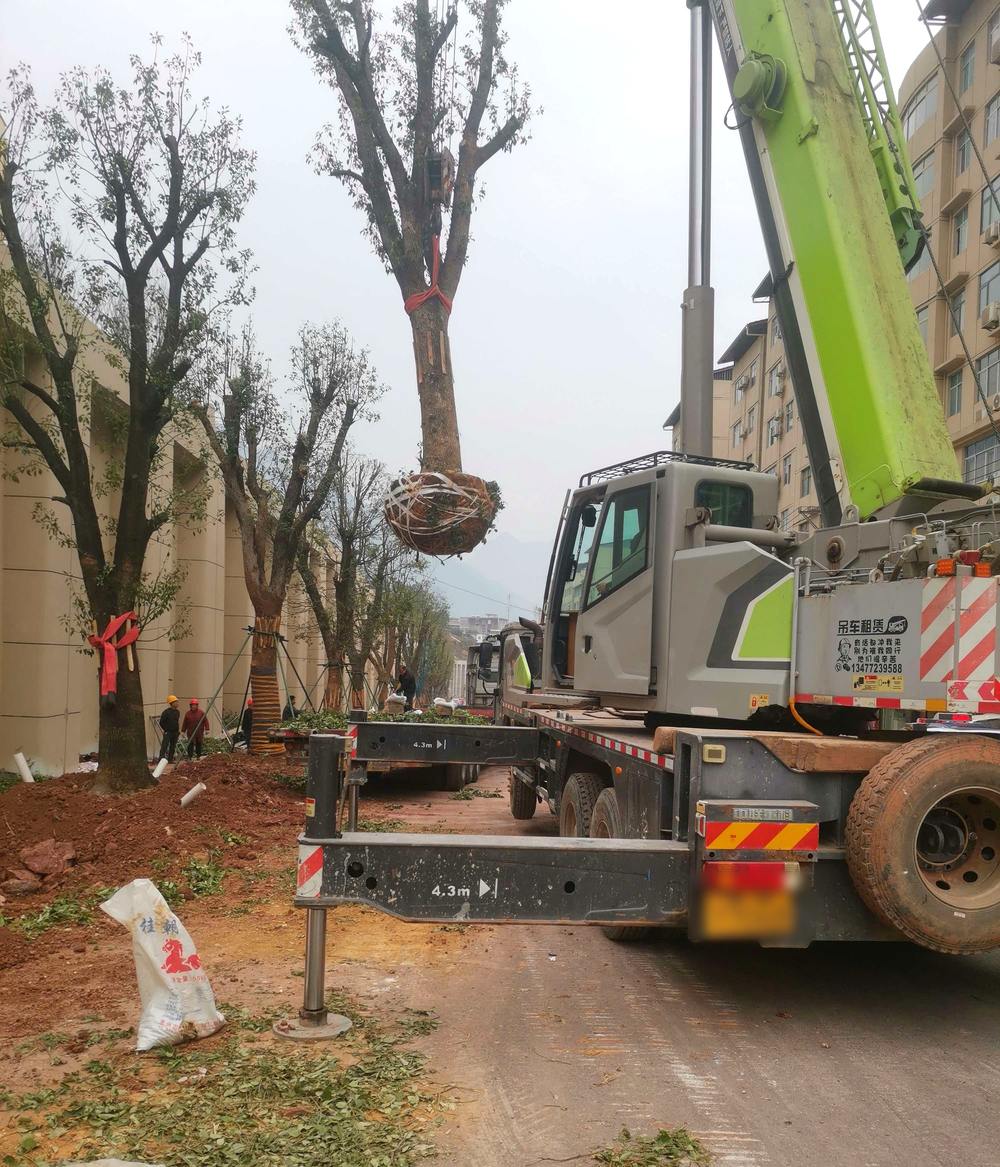 大香樟吊装移植施工现场实拍：吊车吊运草绳网格包扎的土球，树干以吊带包裹，工地已栽树木带三角支撑